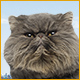 Download I Love Finding MORE Cats game