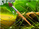 BumbleBee Jewel screenshot