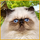 Download I Love Finding Cats game