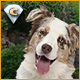 Download I Love Finding MORE Pups Collector's Edition game